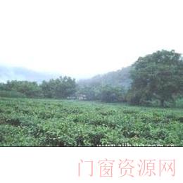 云南大理永平县云南大理大坪坦茶厂原生态茶散装清香型一级